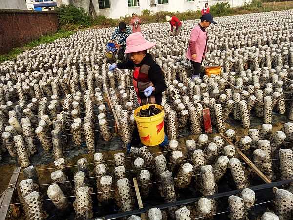 宜丰“扶贫木耳”喜丰收