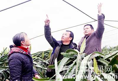 宜丰农技人员指导大棚安全过冬