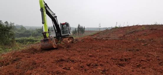 锦江镇：清理枯死松树 严防松材线虫病