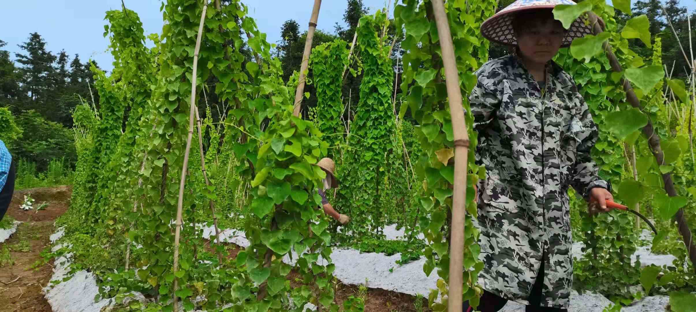 蒙山镇：抓“产业兴旺” 助乡村振兴